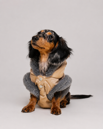 Chaqueta Akira para Perros