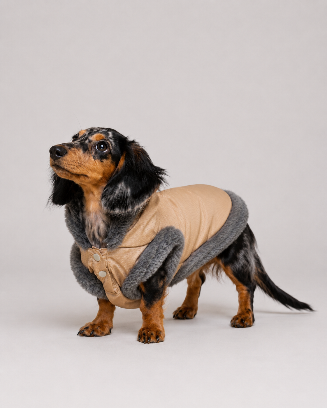 Chaqueta Akira para Perros Imagen secundaria del producto