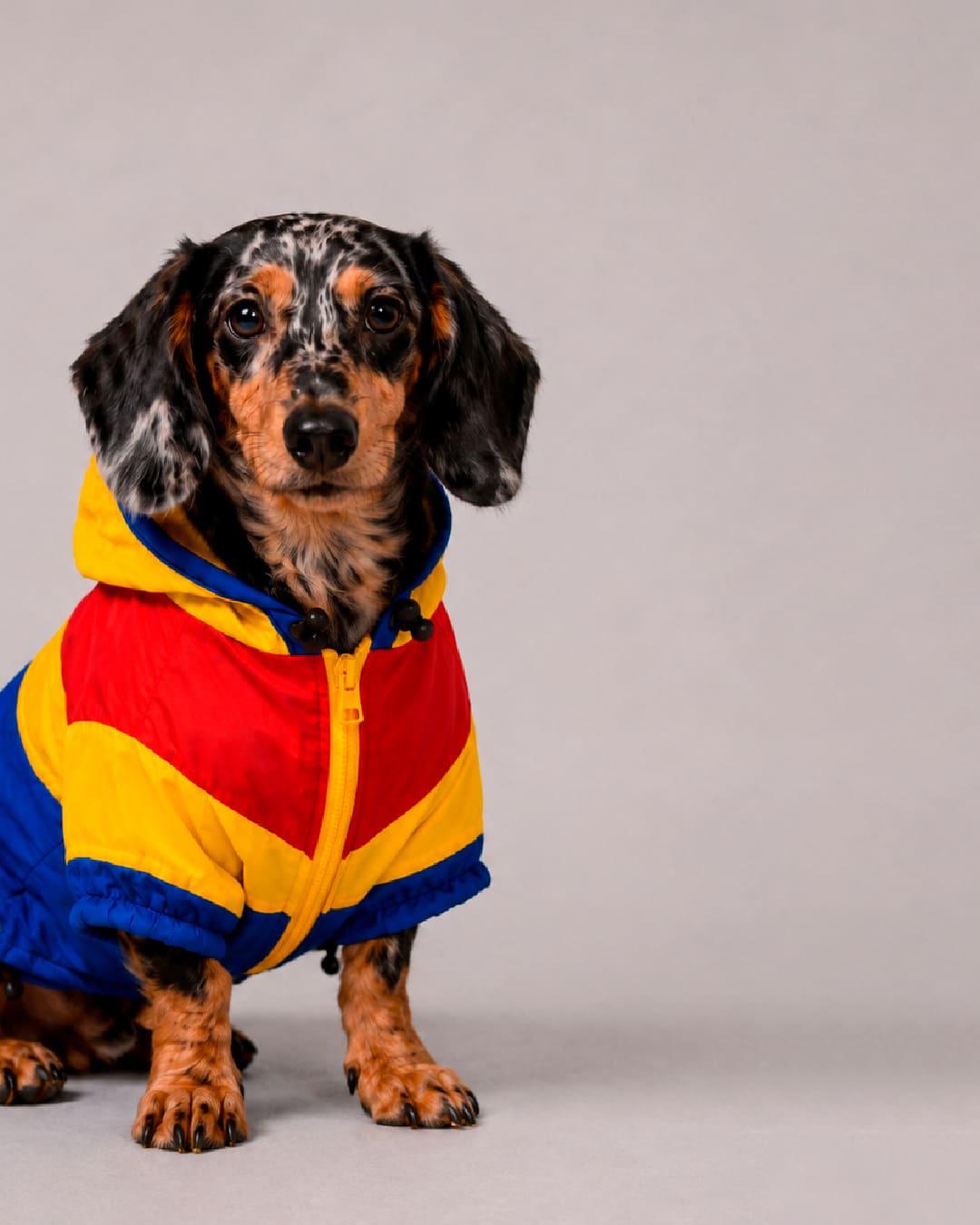 Chaqueta Colombia para Perros